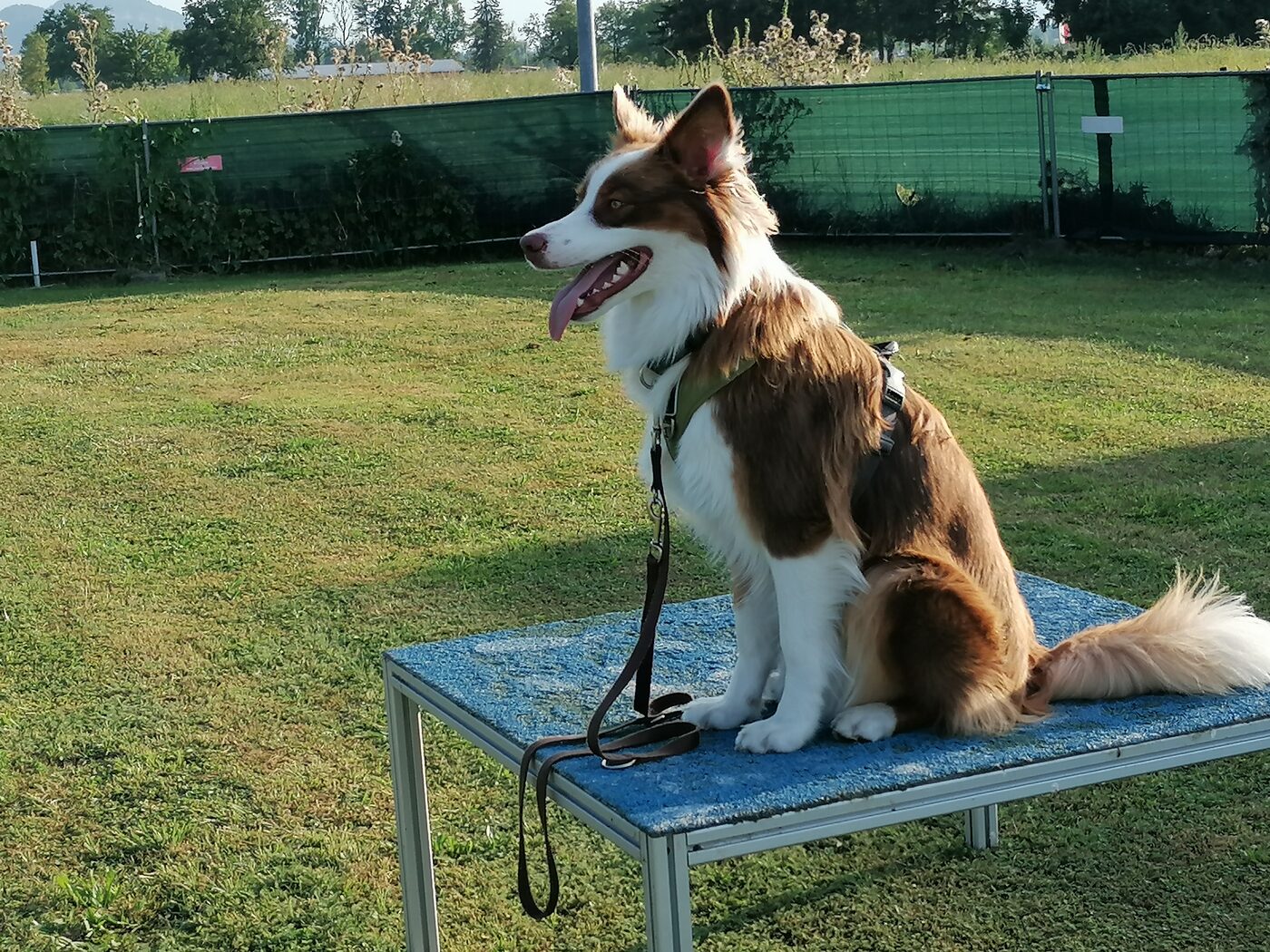 Aus dem Training
