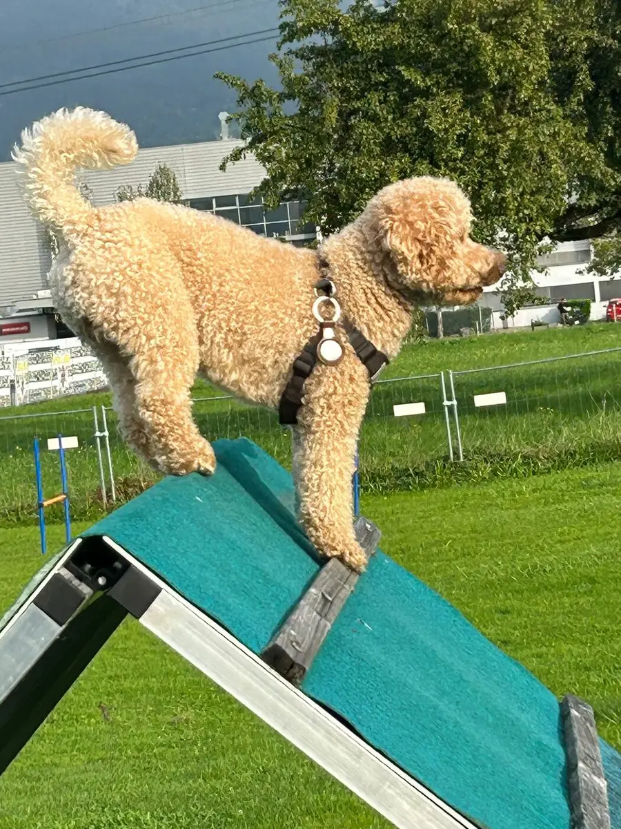 Pudel balanciert über die Wippe — Breitensport im Fun-Kurs