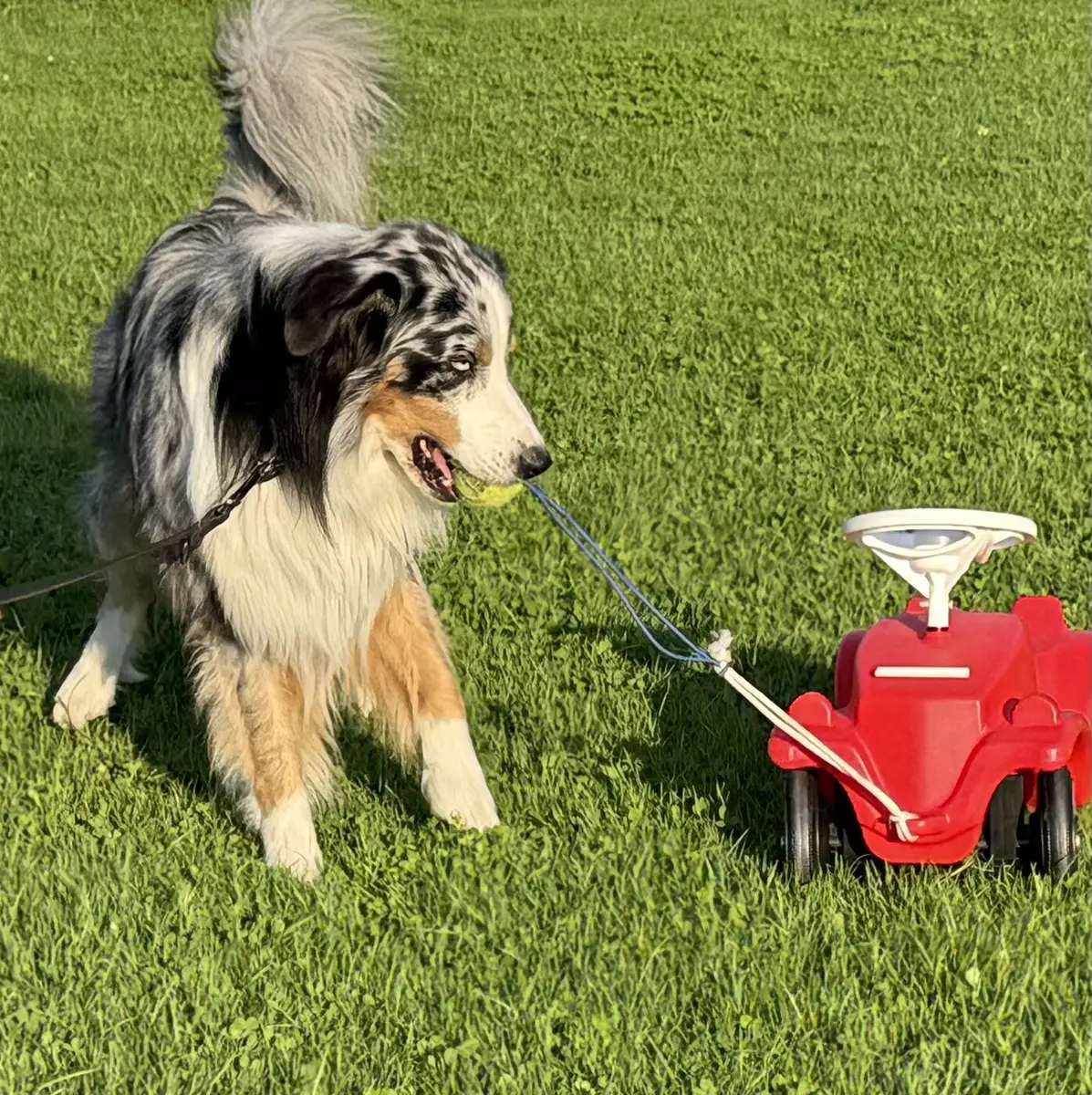 Australian Shepherd zieht ein Bobby-Car — Übung aus dem Tricktraining