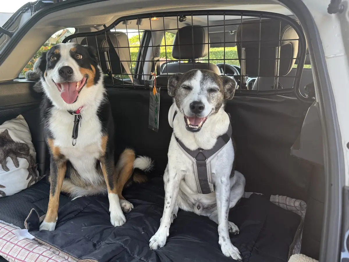 Zwei Hunde warten entspannt im Kofferraum — Alltags- und Umwelttraining