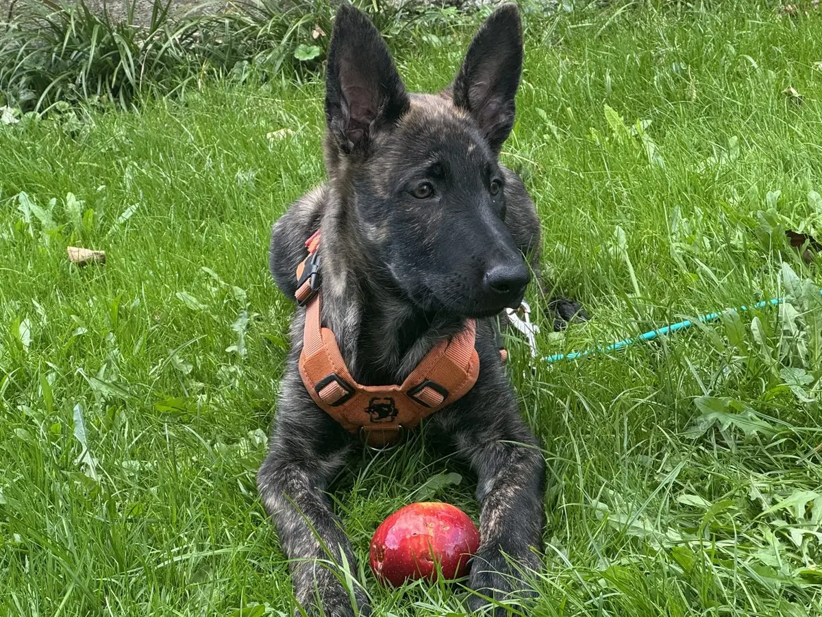 Junger Hund liegt entspannt mit Ball in der Wiese