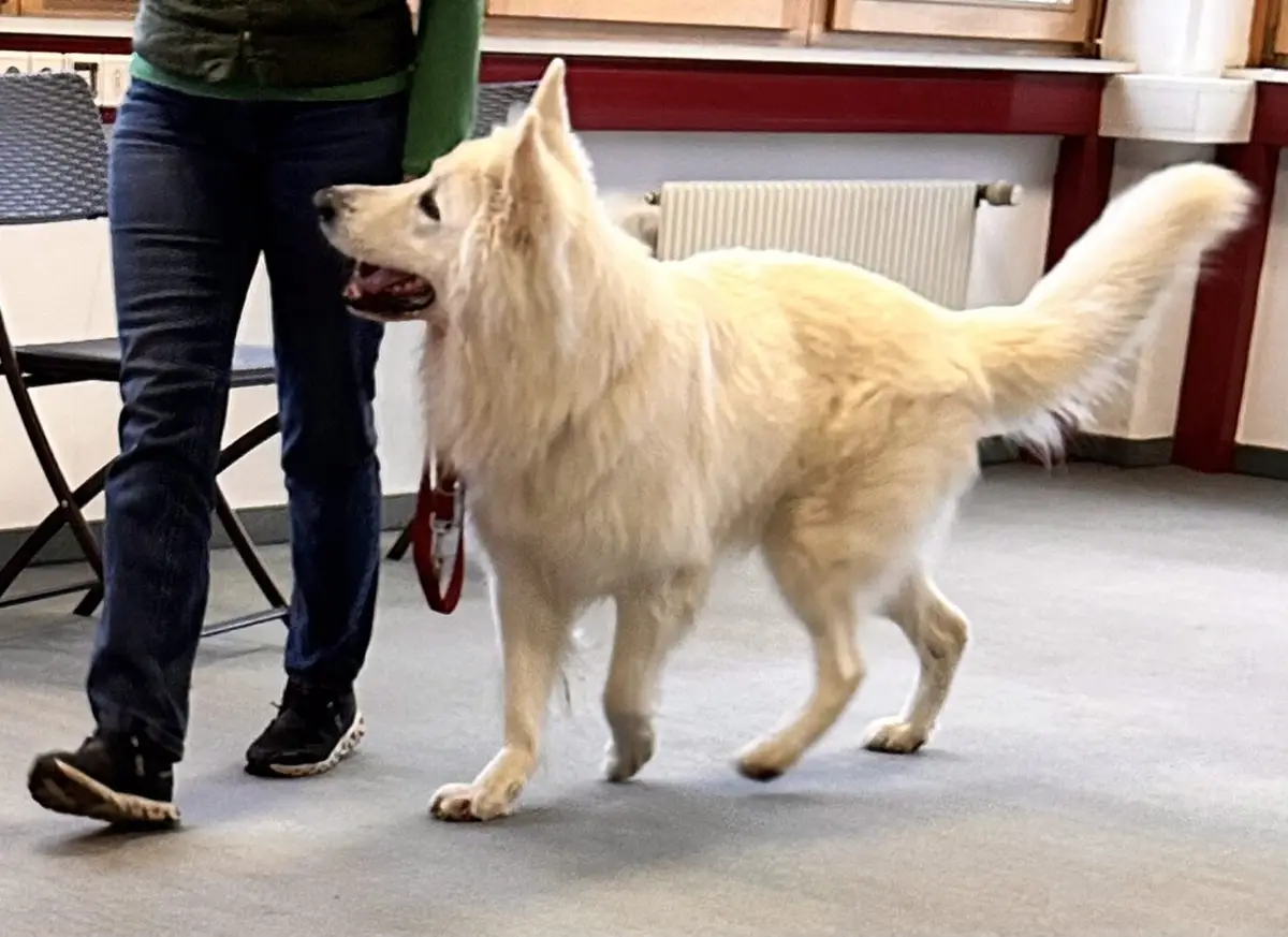 Weißer Schäferhund in freudiger Bewegung beim Indoor-Training