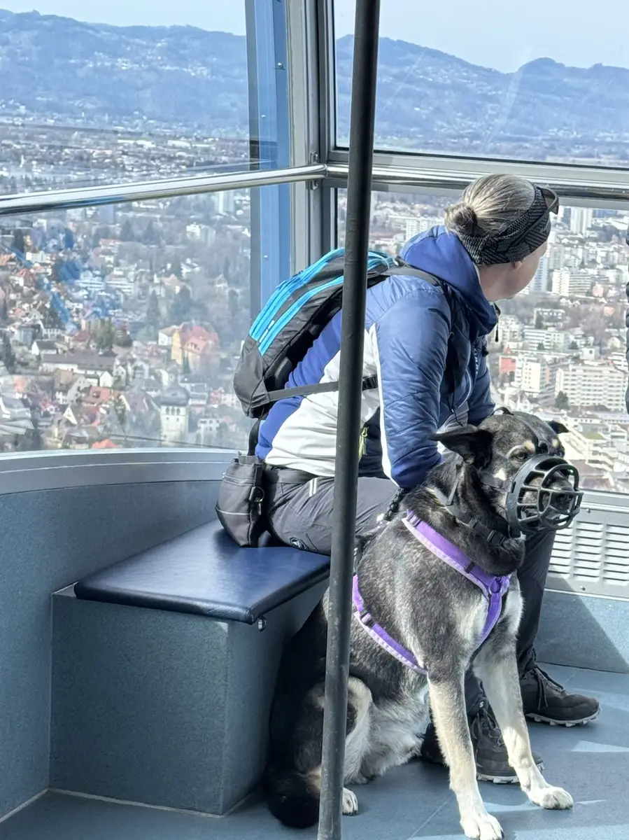 Umwelttraining in der Gondel — Hund bleibt bei der Bergfahrt entspannt