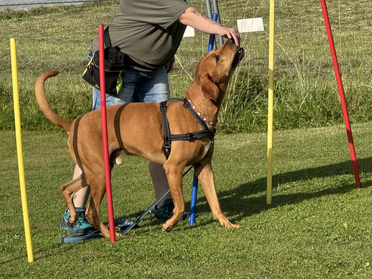 Slalom durch die Stangen — Hundesport im Fun-Kurs