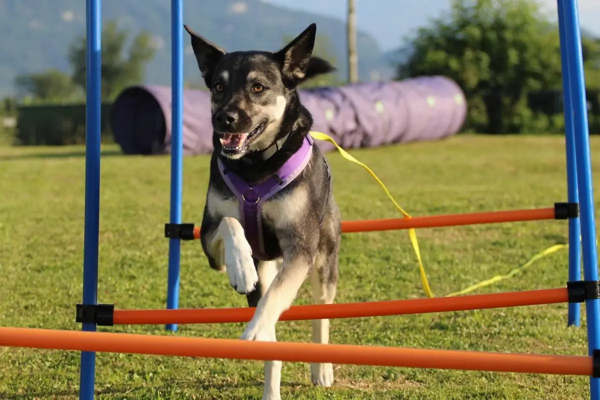 Hund springt über die Hürde — Agility-Training