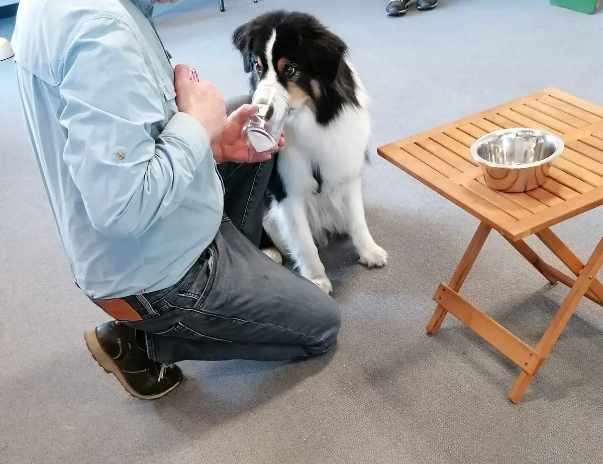 Belohnung im Training — positive Verstärkung in der Hundeschule