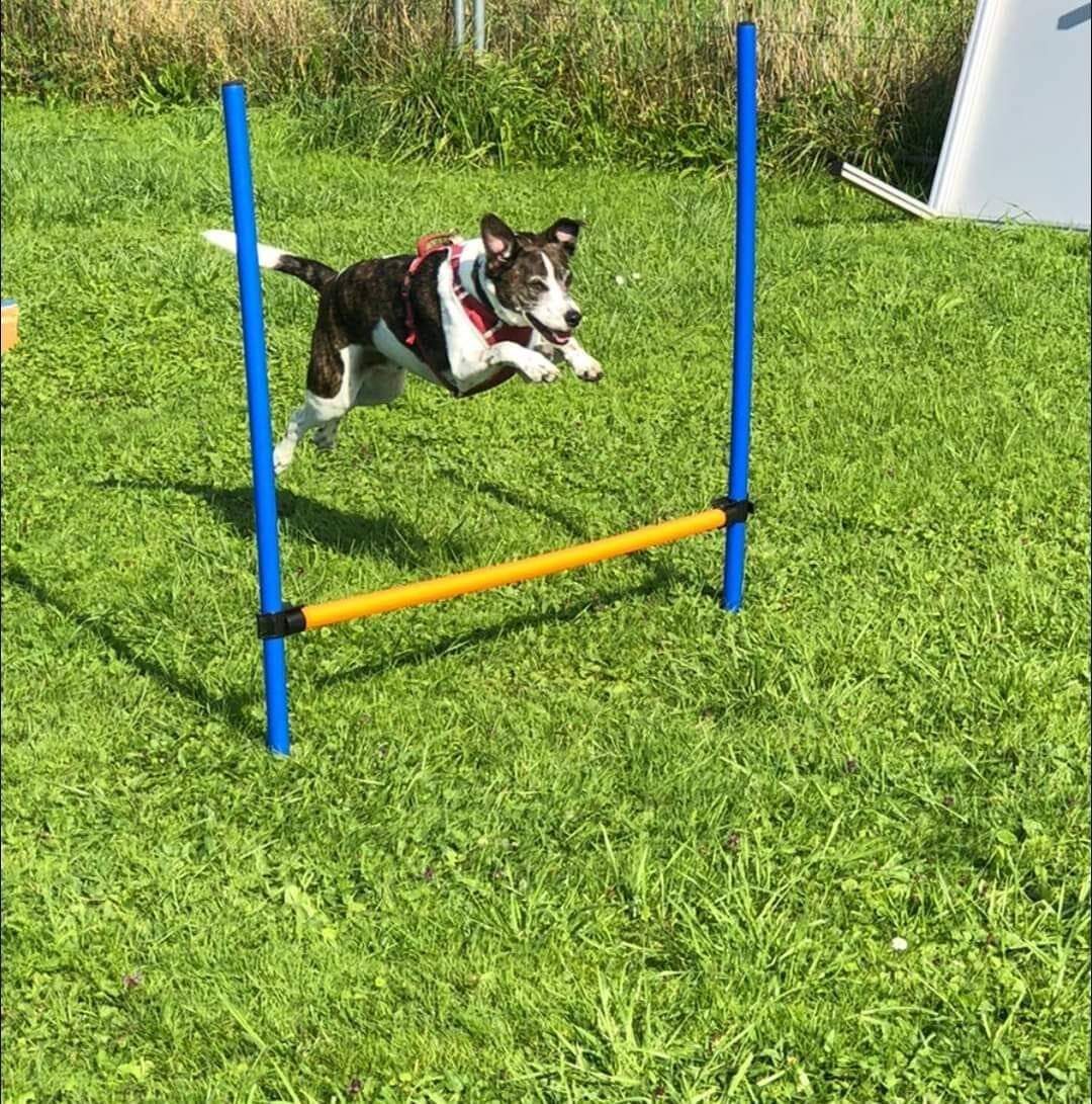 Kurstraining mit Hund